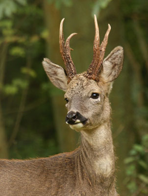 Roe Deer - Male